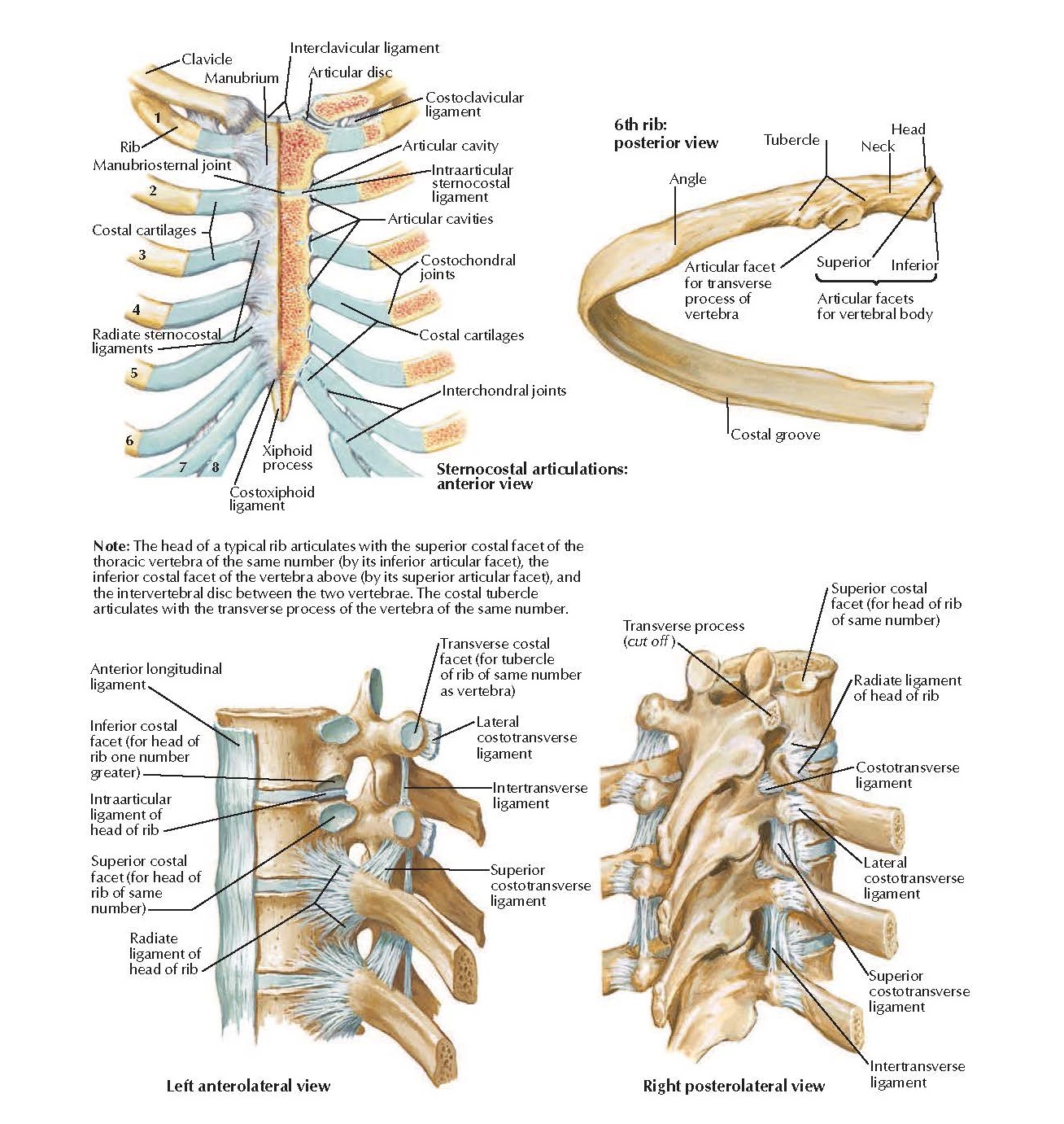 Ribs and Associated Joints Anatomy pediagenosis