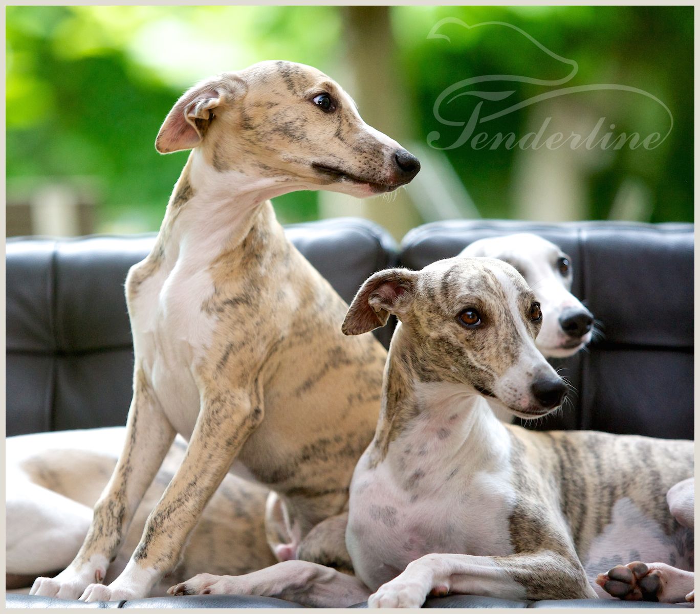 Whippet kennel Tenderline Zadnje skupne fotografije Bostona v našem