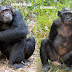 Misturada entre bonobos e chimpanzés!