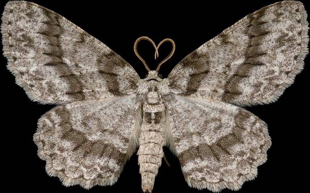 Моль 46 моль моль. Ночная бабочка. Мохнатая бабочка. Белый мотылек. Красивые ночные бабочки.