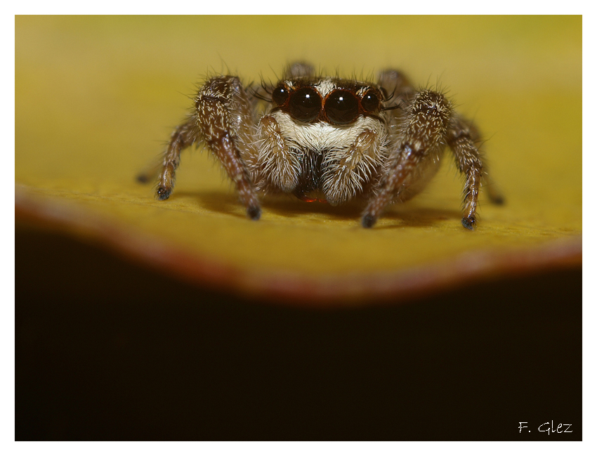FélixGlez Photoblog: Araña Saltarina (Phidippus audax) Familia: Salticidae