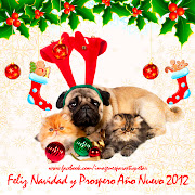 Gatitos y Perritos Navideños para2012 (imagenes de perrito gatito navide para facebook )