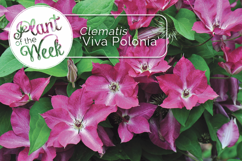 Zone 7 Gardens Choosing The Best Trees And Shrubs