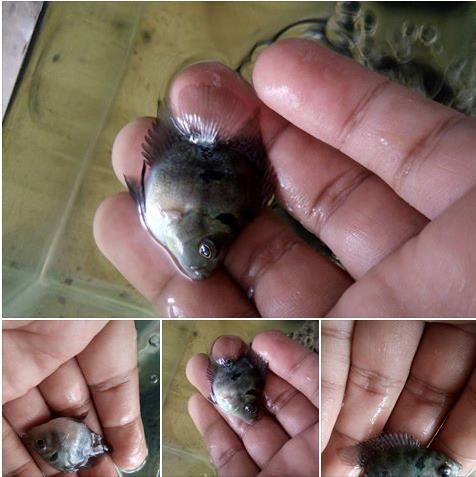 Jual Anakan Ikan Louhan Berkualitas Hewan Indonesia Dan Jual Beli