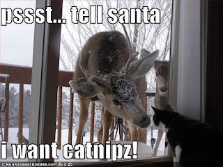 photo trick: 20 Funny christmas animals pictures