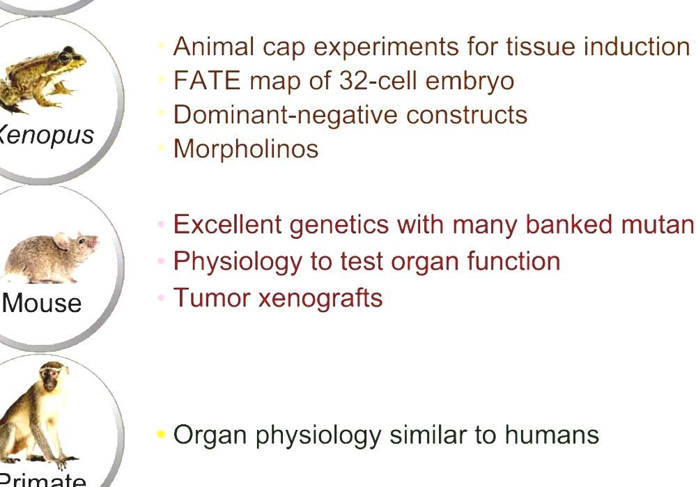 Model Organism Animal Models Of Human Disease