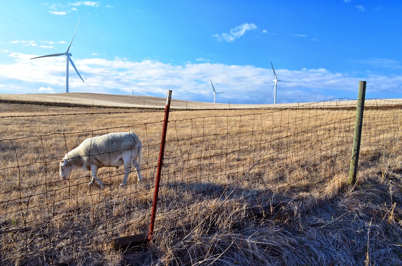Damkier's Travels SMUD Solano Wind Project Tour October 2013