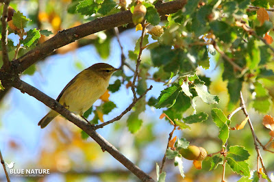 El inquieto mosquitero común (Phylloscopus collybita) captura insectos en los árboles que rodean al embalse.