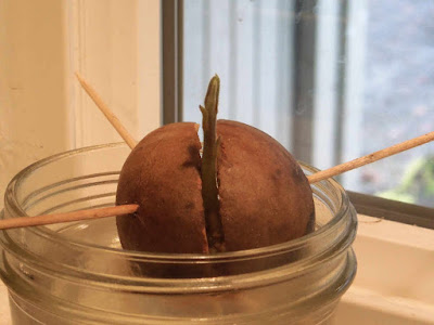 an avocado seed starting to sprout