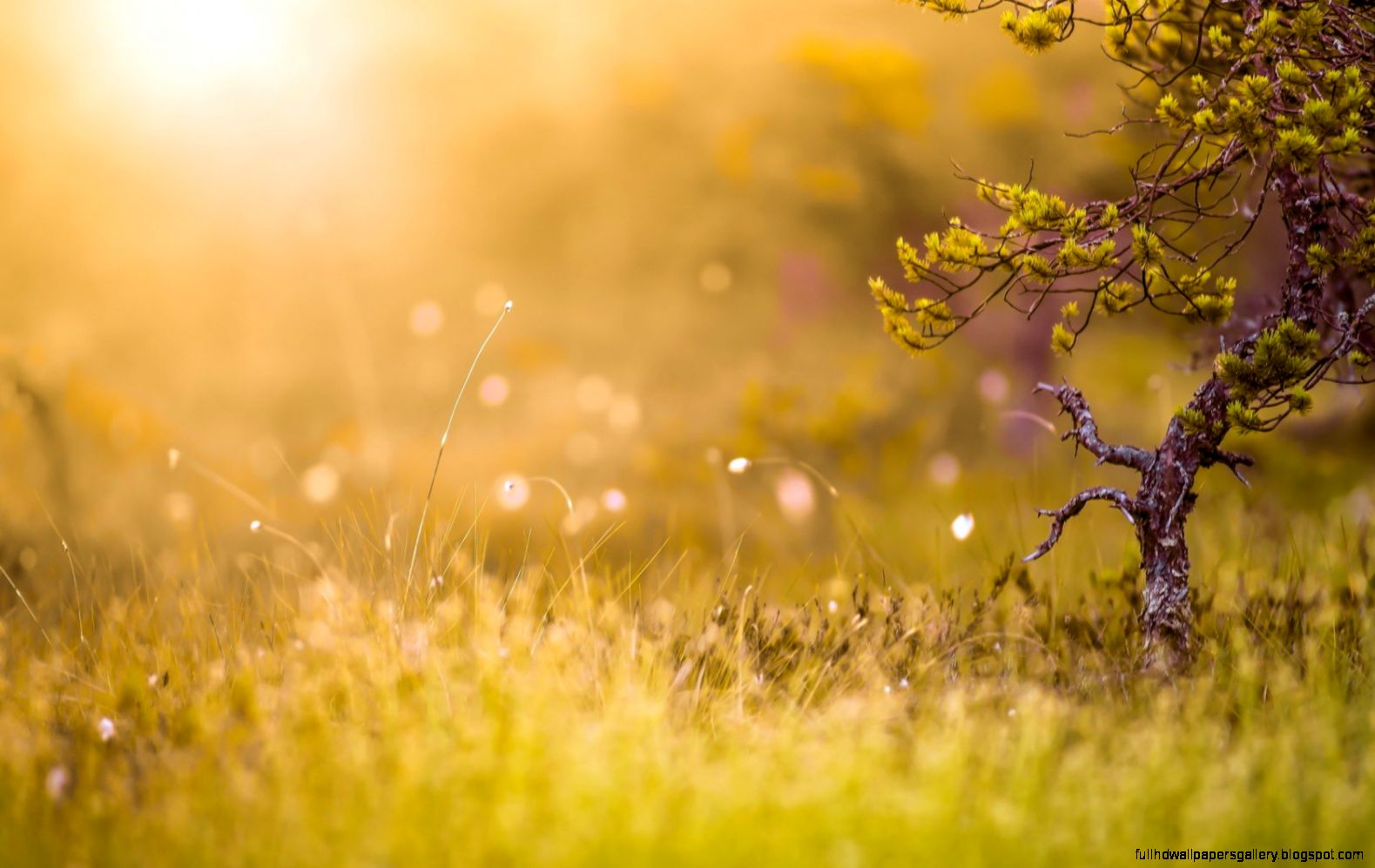 Tree Grass Nature Bokeh Hd Wallpaper  Wallpaper List