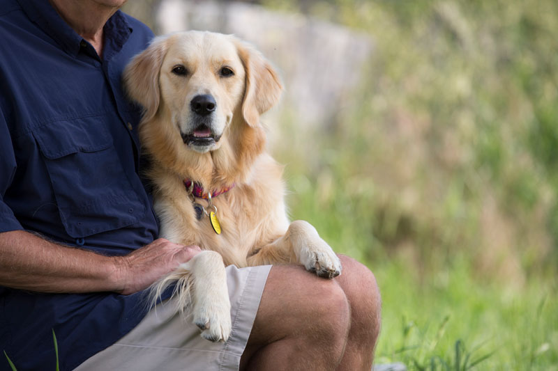 solutions veterinary hospital