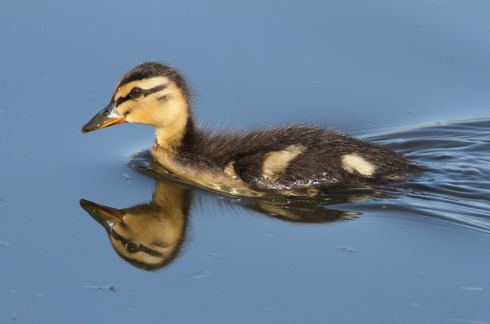 TrogTrogBlog: Mallard ducklings