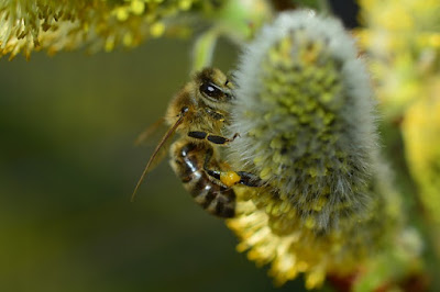 Fakta & Informasi Menarik Tentang Lebah madu