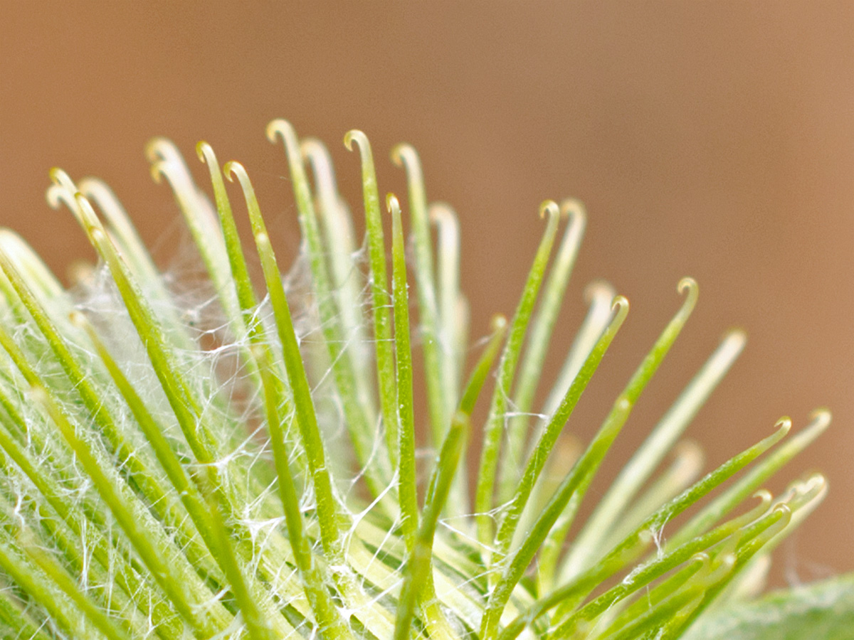 Wanderin' Weeta (With Waterfowl and Weeds) Hitchhiker