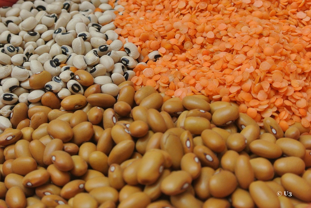 Rizkibio WEB Learning: Tanaman Kedelai Tahan Penggerek Polong Melalui