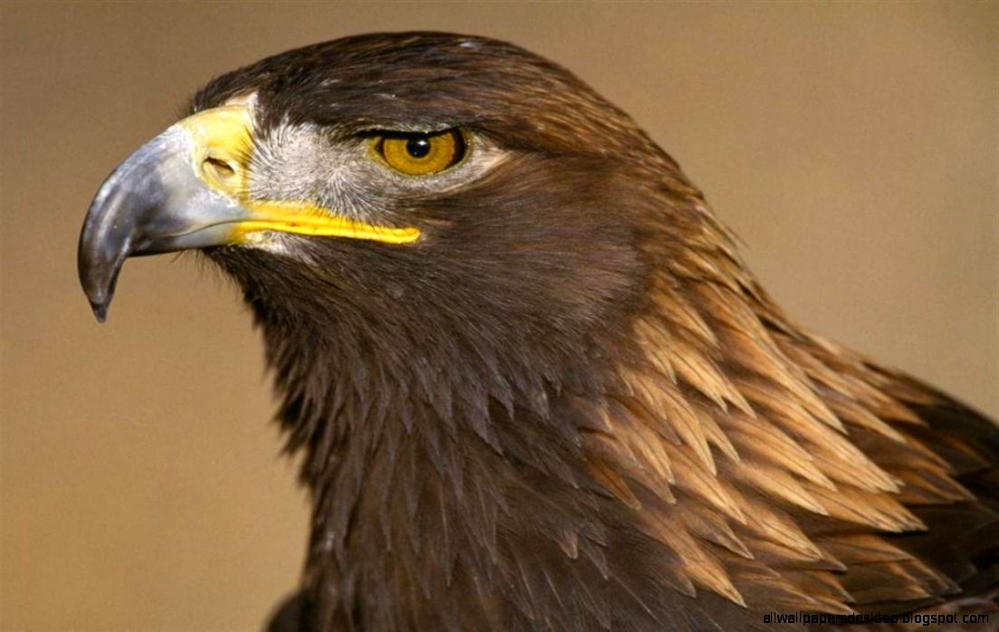 Birds Eagle Predator Hd Wallpaper All Wallpapers Desktop