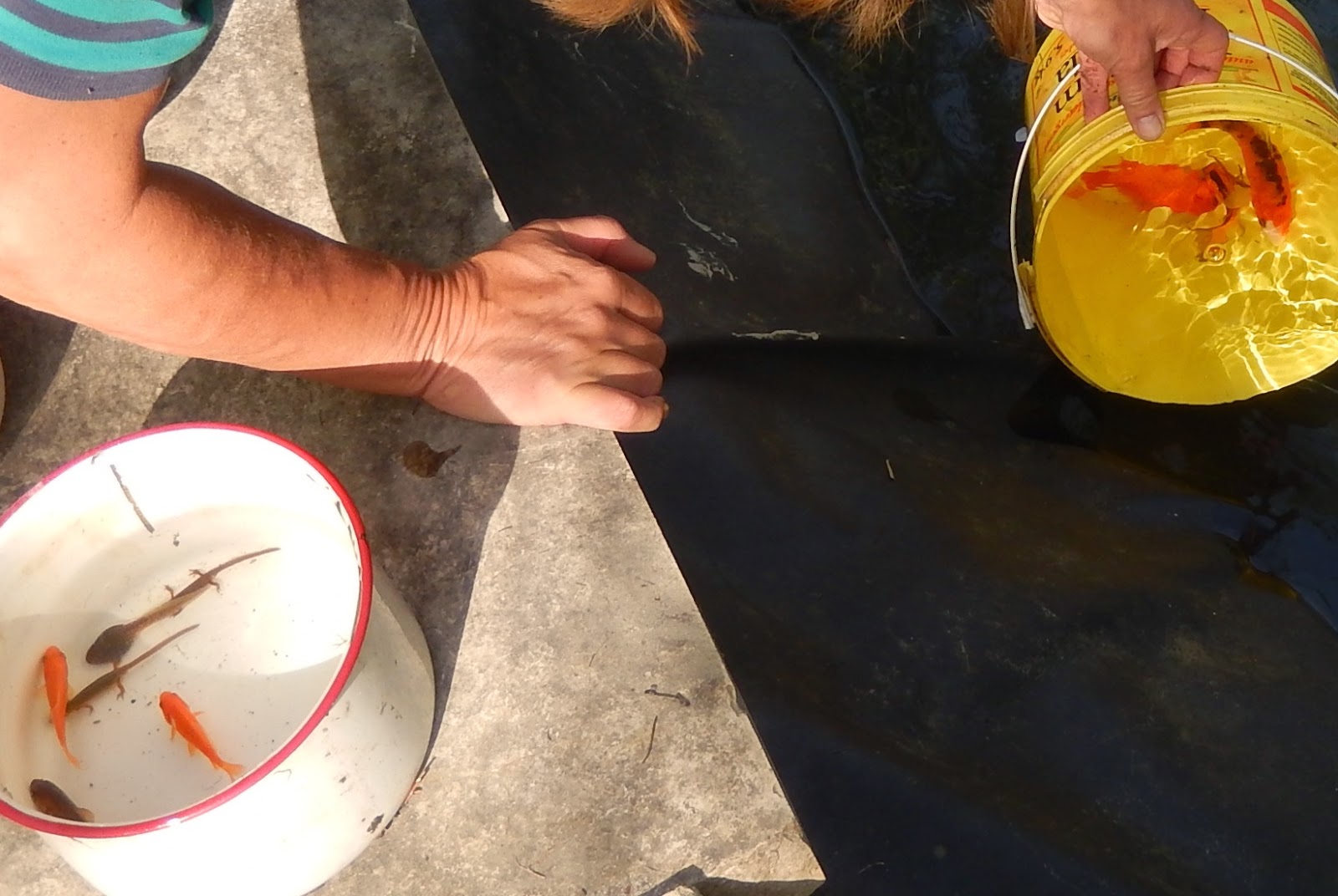 Rick On the Road SHOOTING FISH IN A BARREL