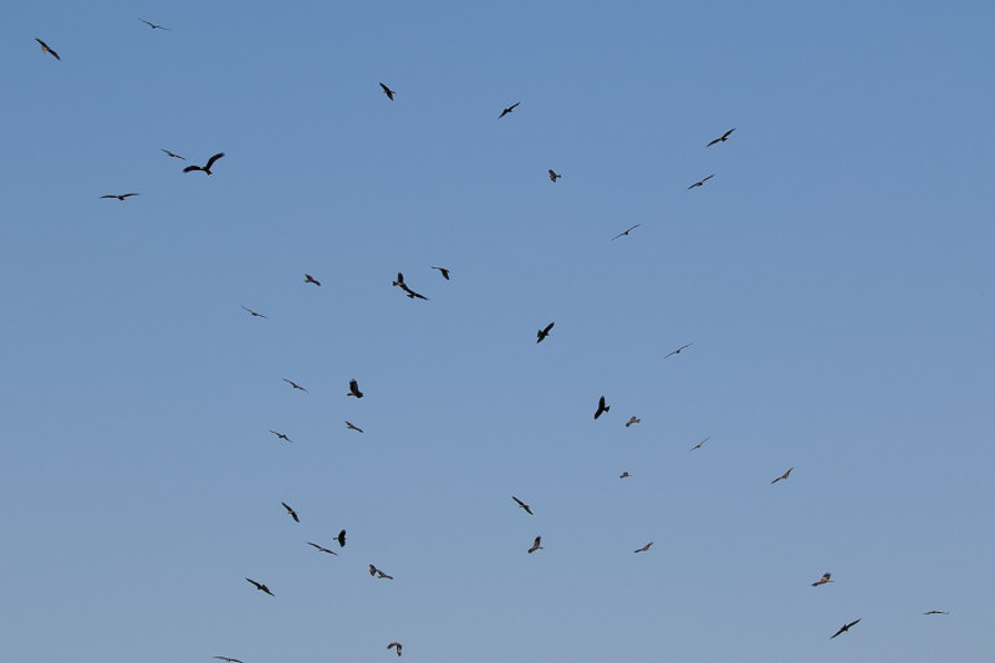 Black Kites