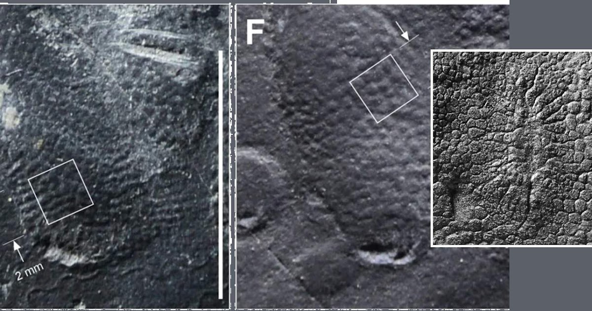 Scientists Discover Perfectly Preserved Dinosaur Skin in Korea Geology In