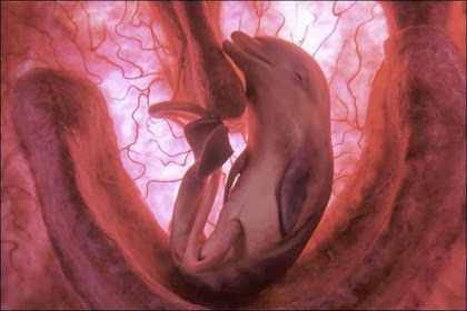 Masya Allah, Melihat Keindahan 12 Foto Janin Binatang Di Dalam Rahim Induk Mereka