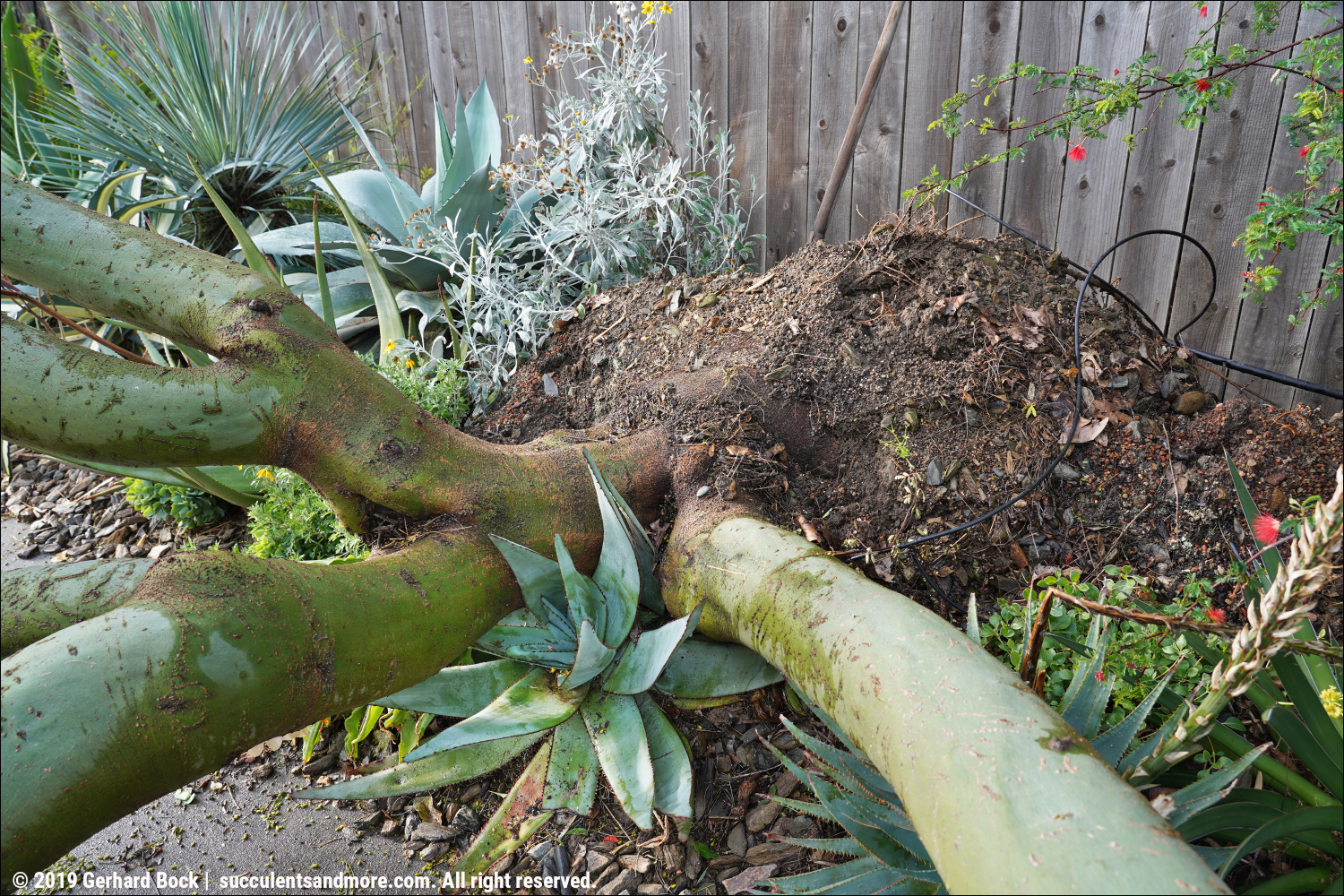 Palo verde removal and replanting no lollygagging here!