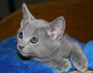 Magazines Time Pictures On Blue Russian Kittens For Sale