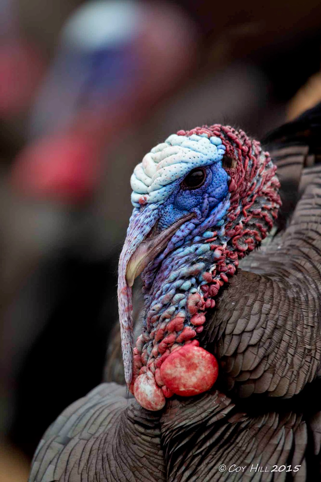 Wild Turkey Head Anatomy