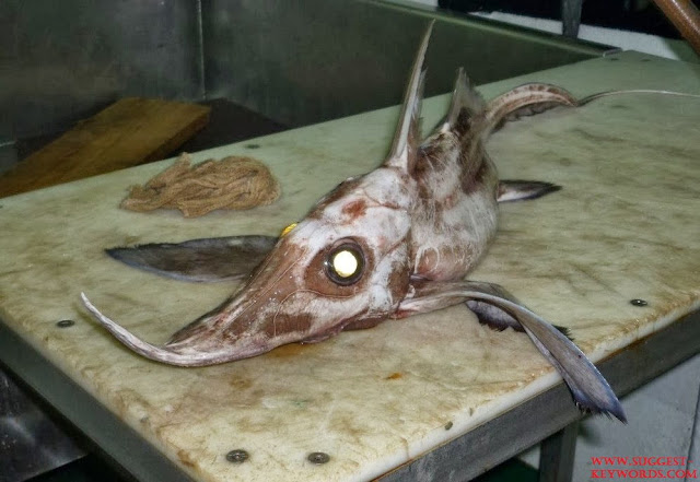 Hiu Hantu Adalah Jenis Ikan Laut Dalam Paling Menyeramkan, Predator Dan Unik