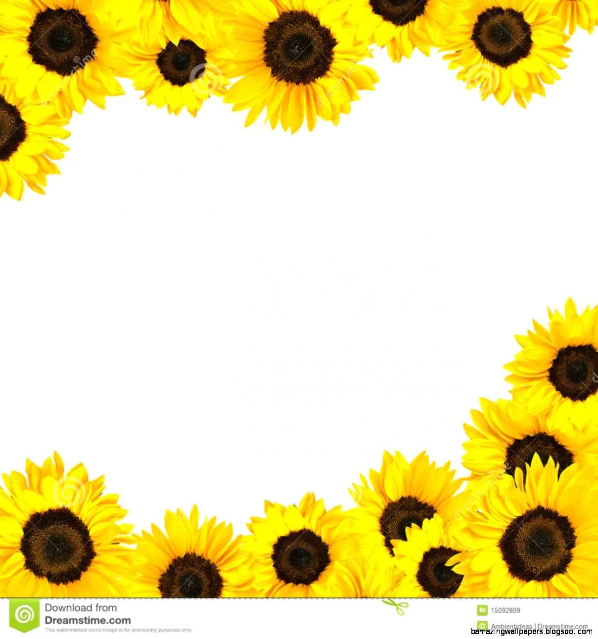 Sunflower Border Clipart Amazing Wallpapers