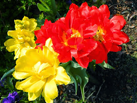 Red yellow tulips James Gardens Etobicoke by garden muses-not another Toronto gardening blog