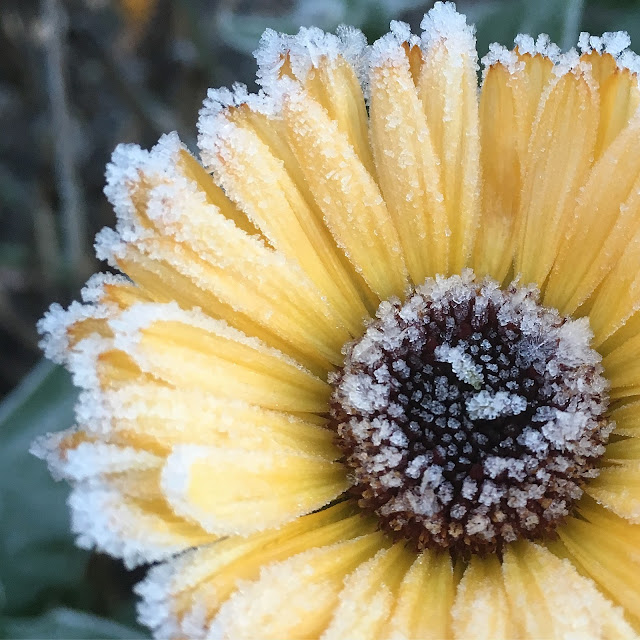 Frost Flower Macro by Jill Foley