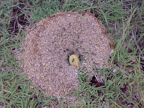 formicaio di formicaio per nidi di formiche in Acrilico per lalimentazione delle formiche Ichiias Nidi di Formica 