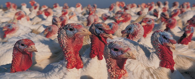 U.S. Farm Turkeys - Source: CDC.gov - https://web.archive.org/web/20151124141836/http://www.cdc.gov/flu/