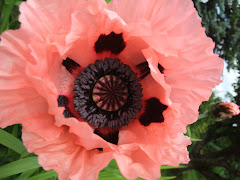 Pink Poppy 05/12