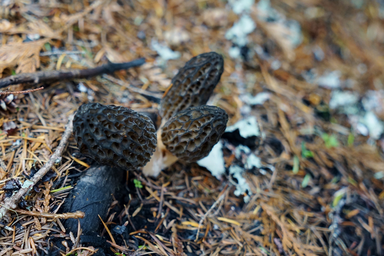 Pacific Northwest Seasons Foraging for Wild Morels A Treasure Hunt in
