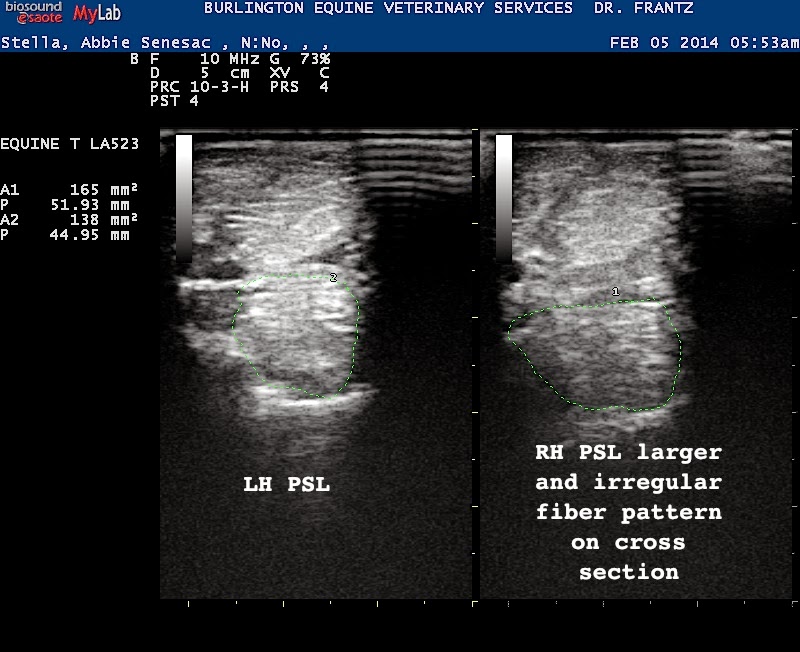 Into the Looking Glass Damage in Pictures Ultrasound