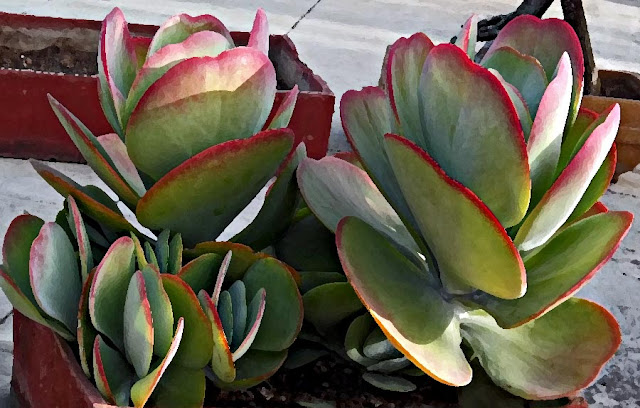 green cactus leaves with red borders