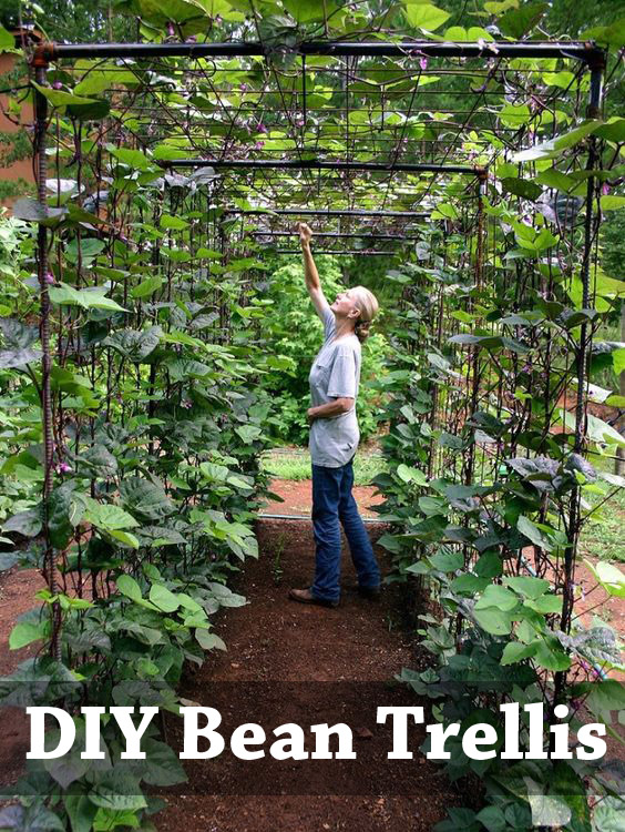 Planting Beans Tips for Growing Beans in Your Garden Everything