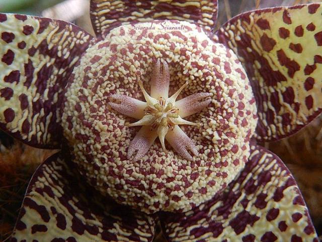 Stapelia variegata