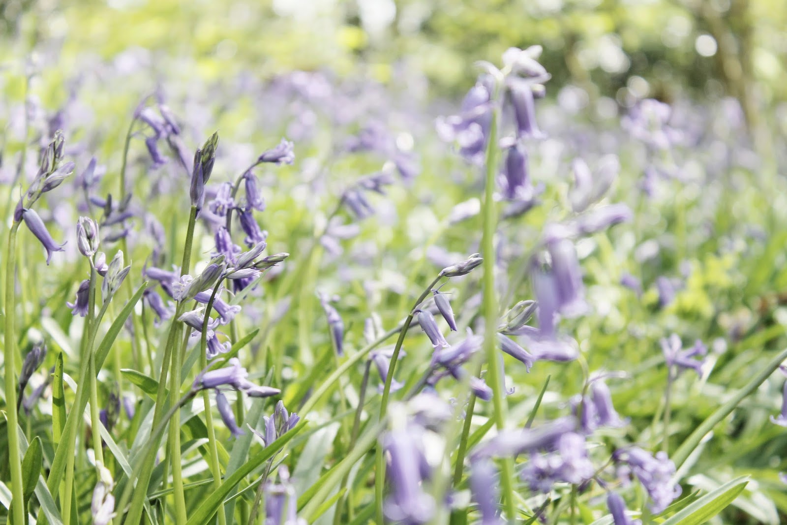 Where to find bluebells, the best places for bluebells in the UK