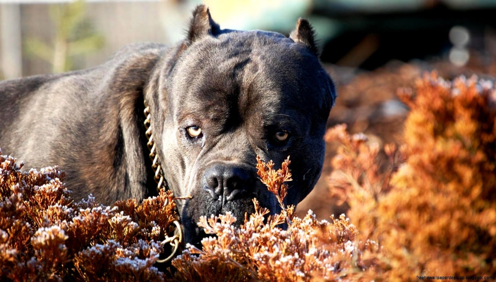 Cane Corso Dog Muzzle