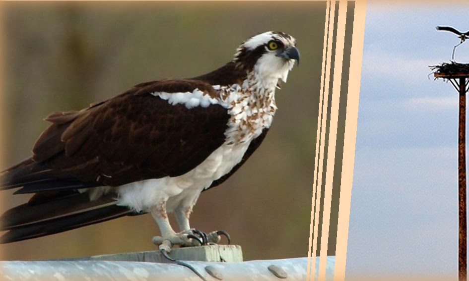 águila pescadora en Ensenada