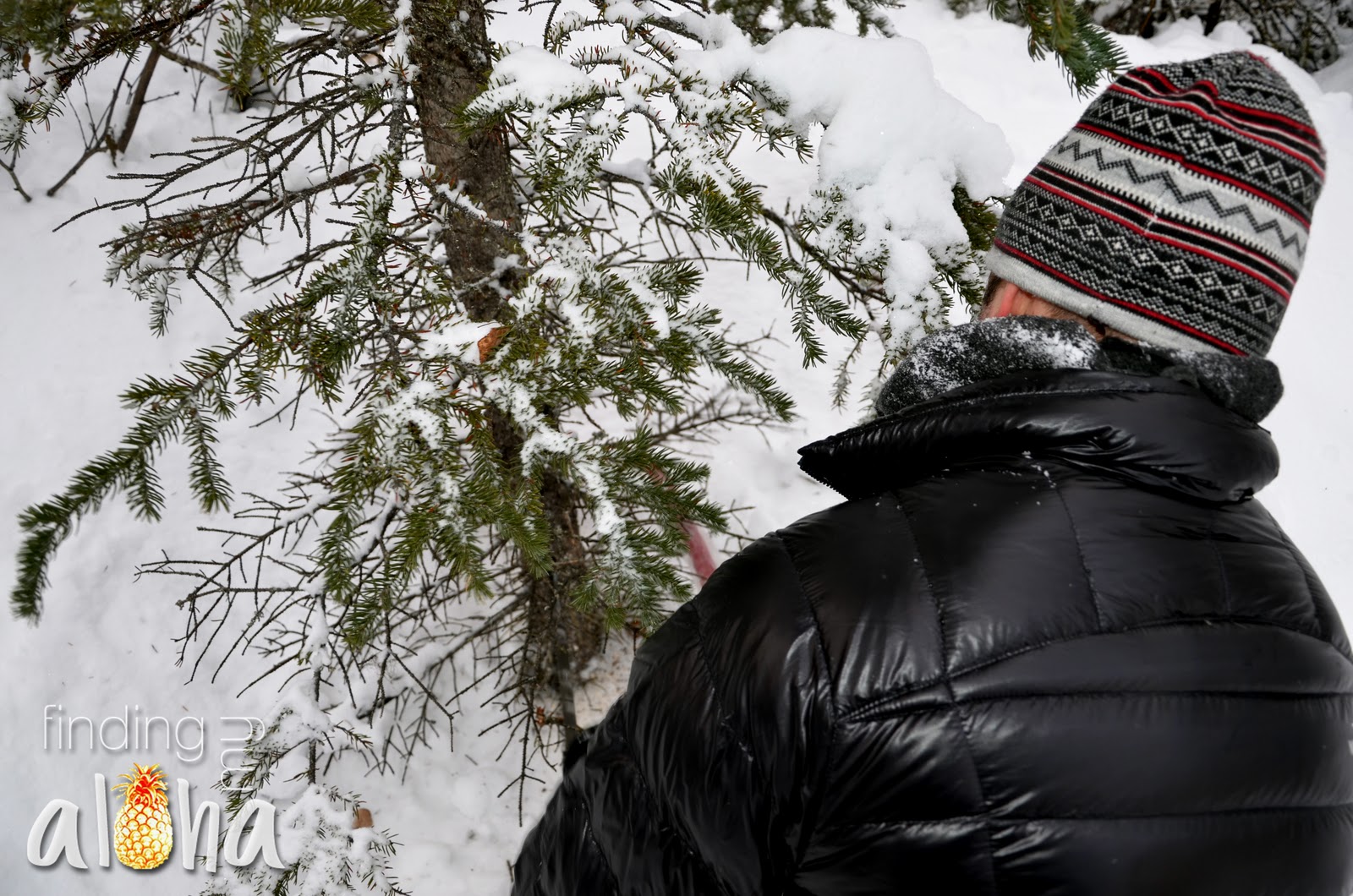 Finding My Aloha Christmas Tree Cutting 2011