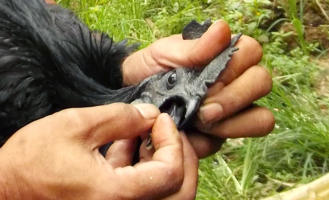 Black Color of Ayam Cemani