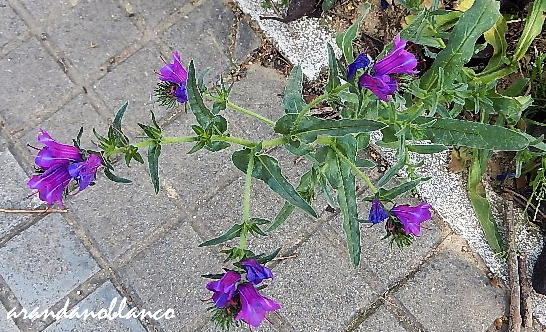 arbustosensevilla-encinarosa: Echium plantagineum – Viborera - Flor morada  – Buglosa – Hierba de viboras