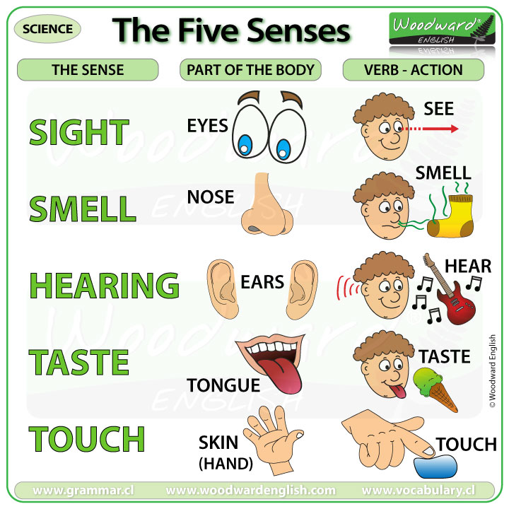The Five Senses The Five Senses