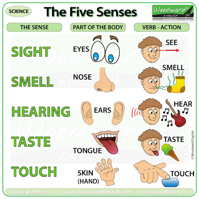the-five-senses