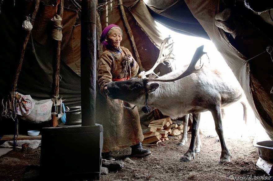 The Everyday Life Of Reindeer People Living In Mongolia