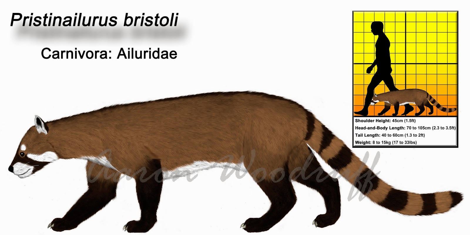 ETSU Natural History Museum & Gray Fossil Site All About Gray Fossil