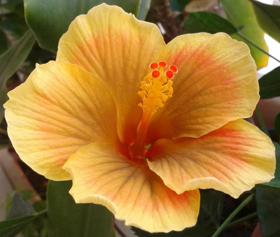 Flower Yellow Orange Hibiscus